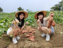 夏日炎炎 萬里雙興高山地瓜敲鑼開賣啦!